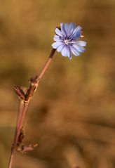 Kornblume