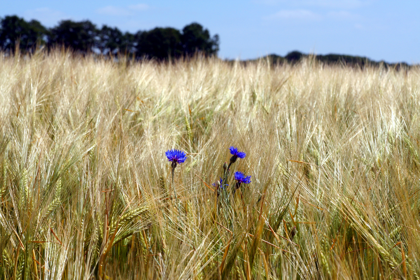 Kornblume