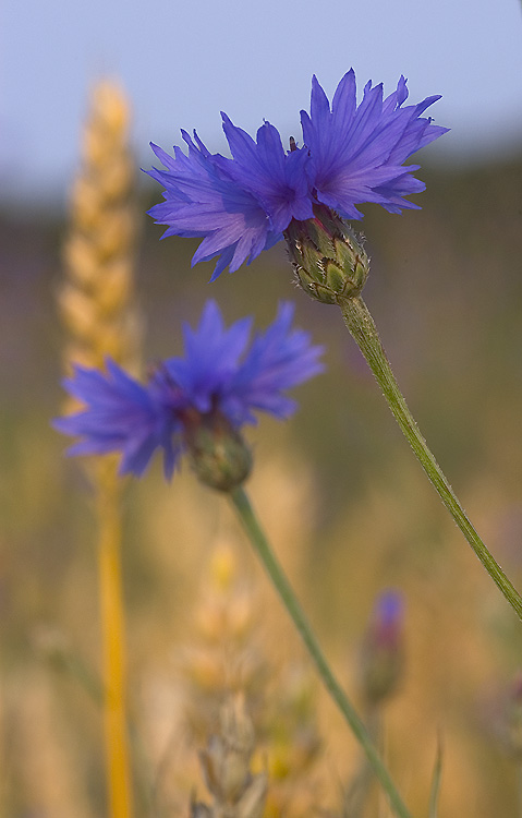 Kornblume