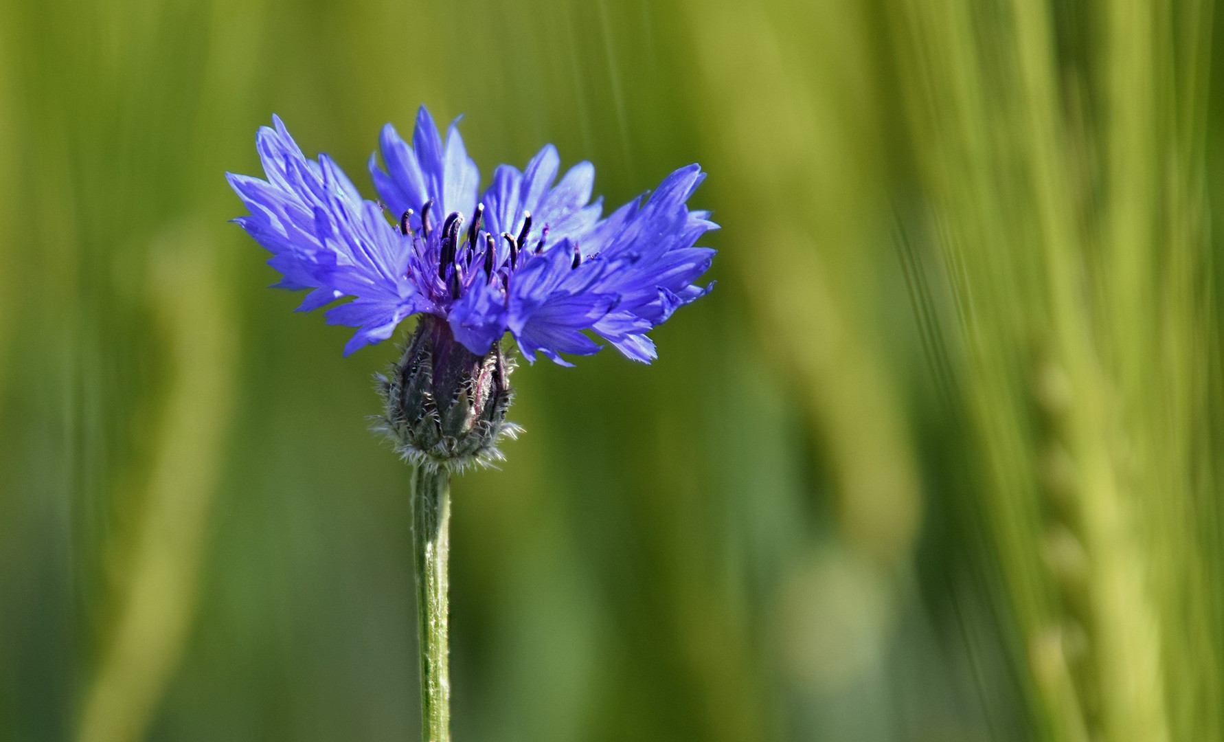 Kornblume....