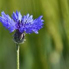 Kornblume....