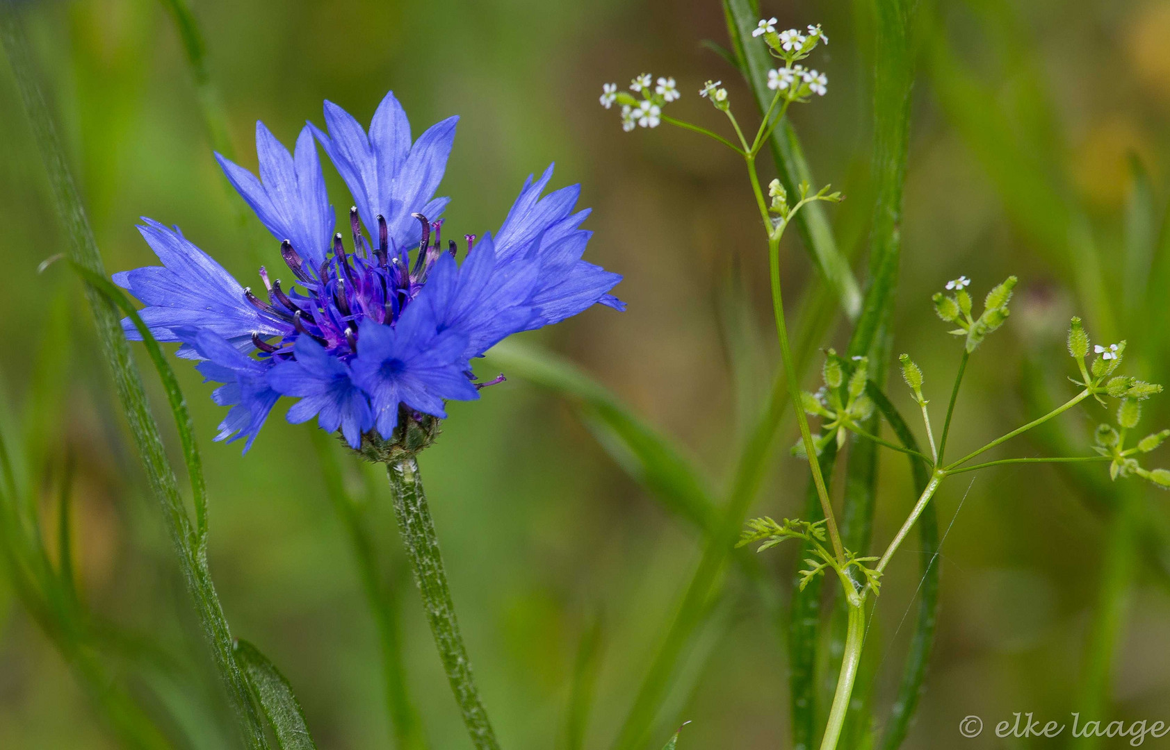 Kornblume