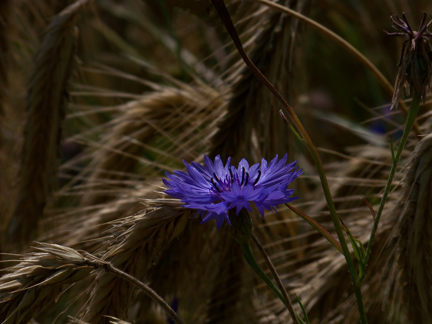 Kornblume