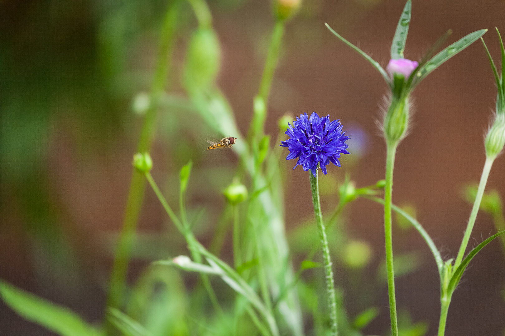 Kornblume