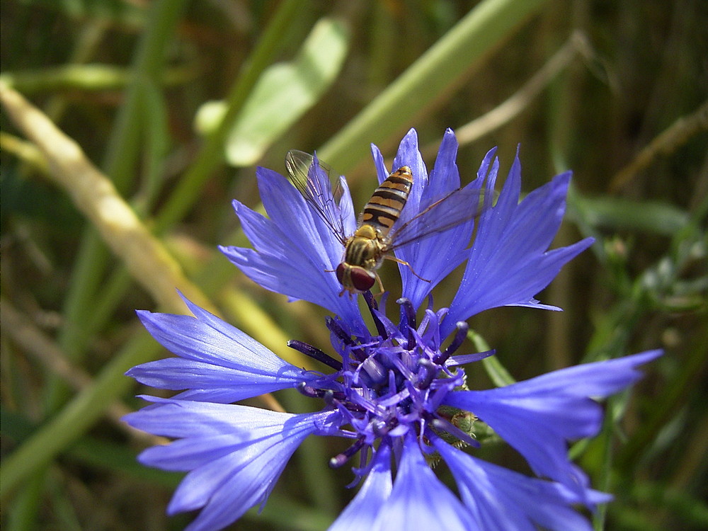 Kornblume