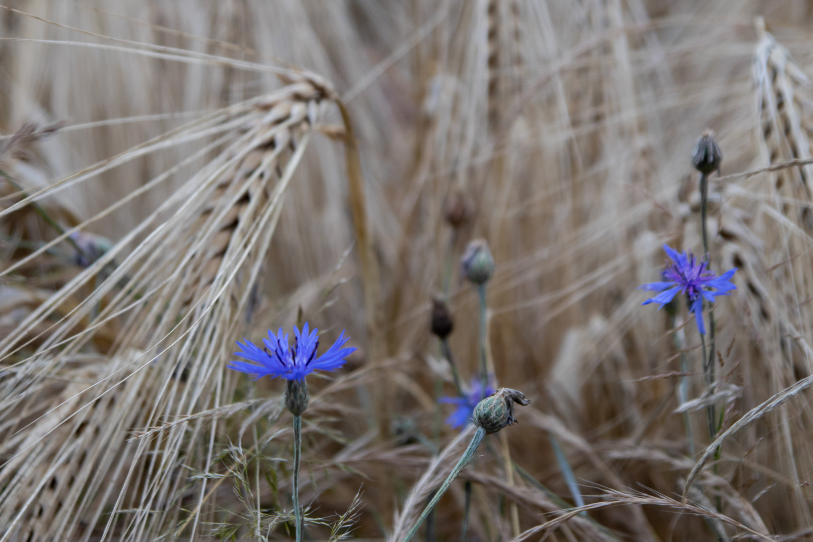 Kornblume