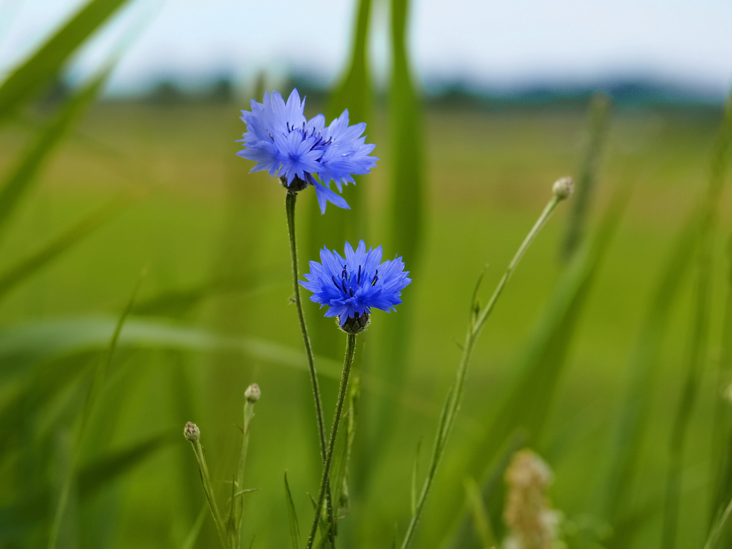 Kornblume