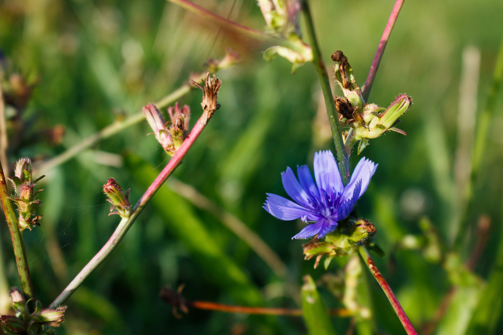 Kornblume