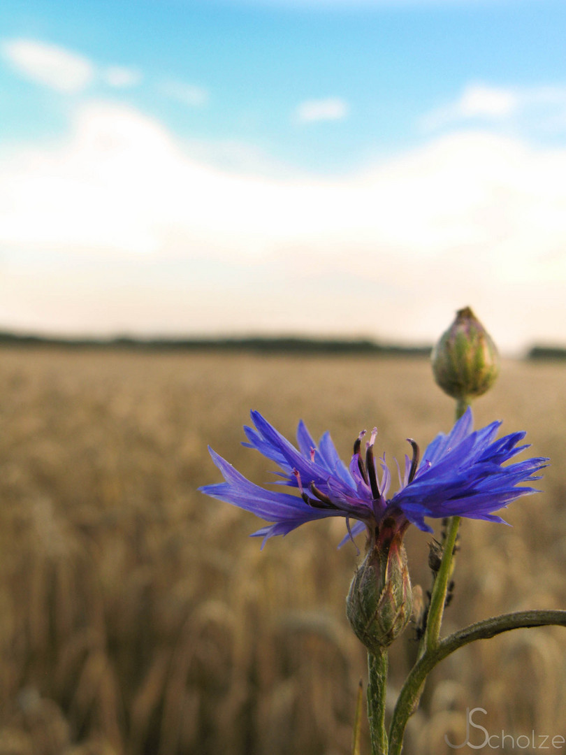 Kornblume