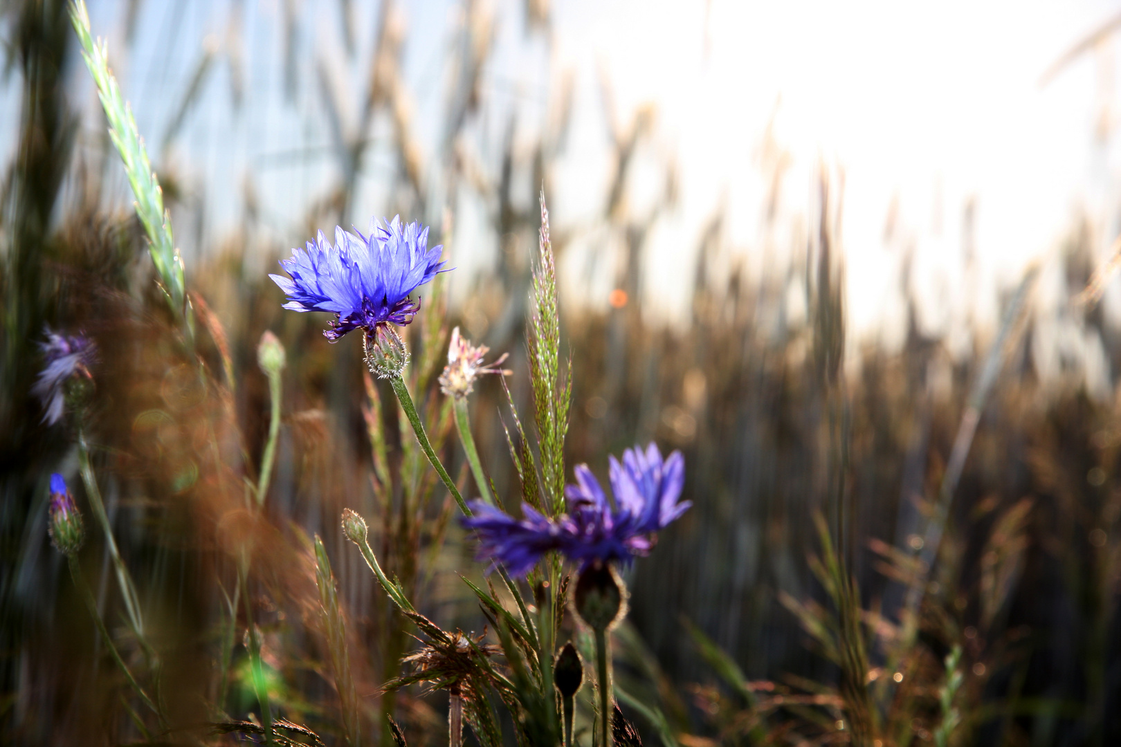 Kornblume