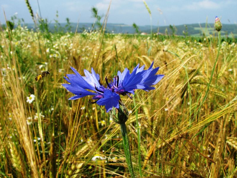 Kornblume : Achtung ich bin im Anflug !!!