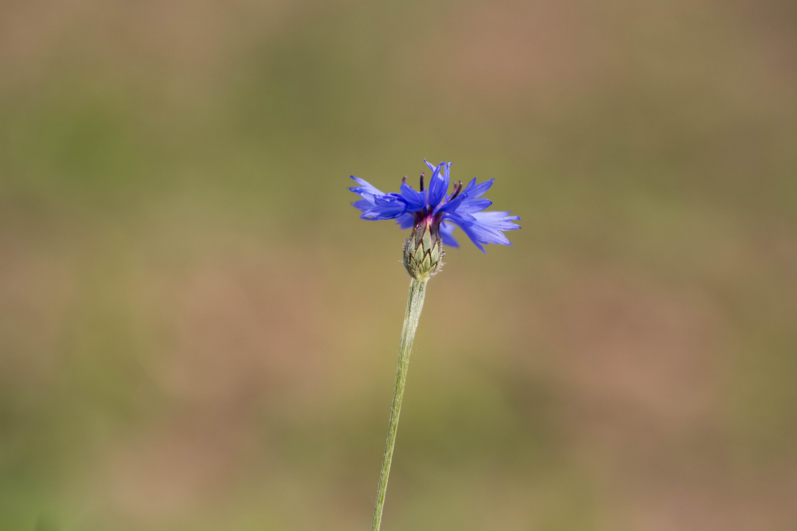 Kornblume, allein