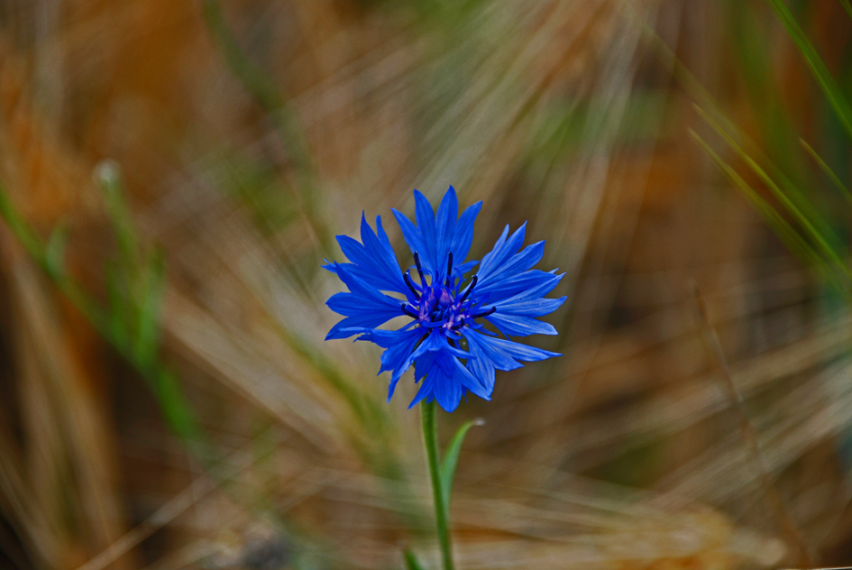 Kornblume allein.