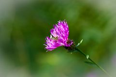 Kornblume als Futtertrog