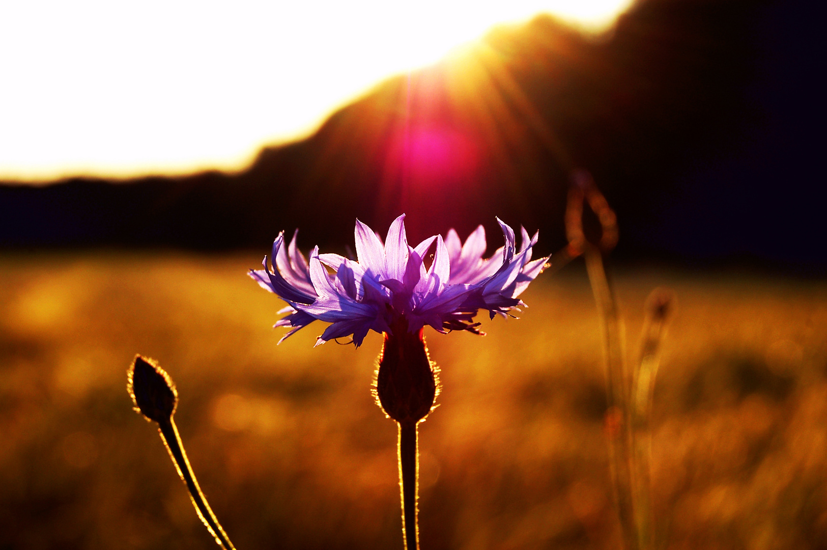 Kornblume am Abend