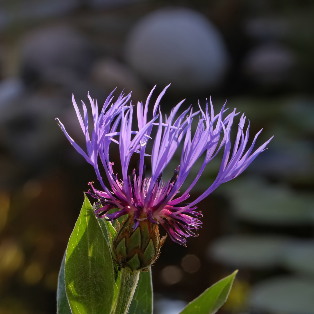 Kornblume am Gartenteich