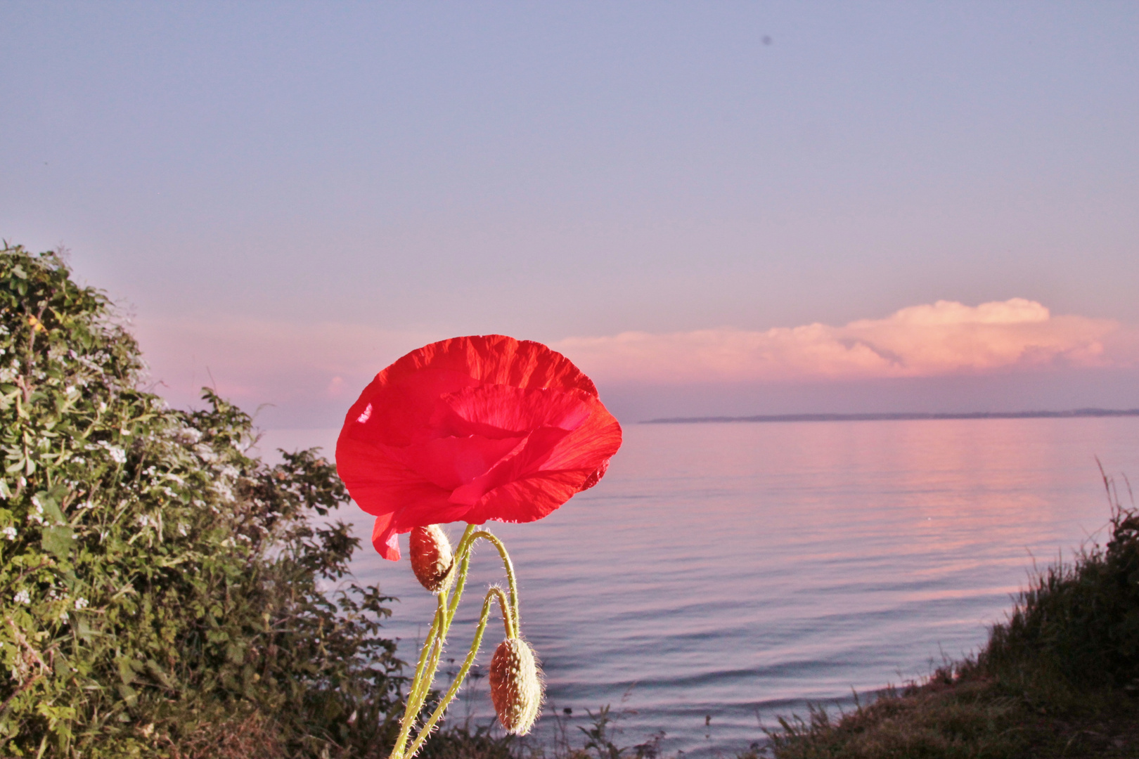 Kornblume am Meer