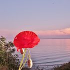 Kornblume am Meer