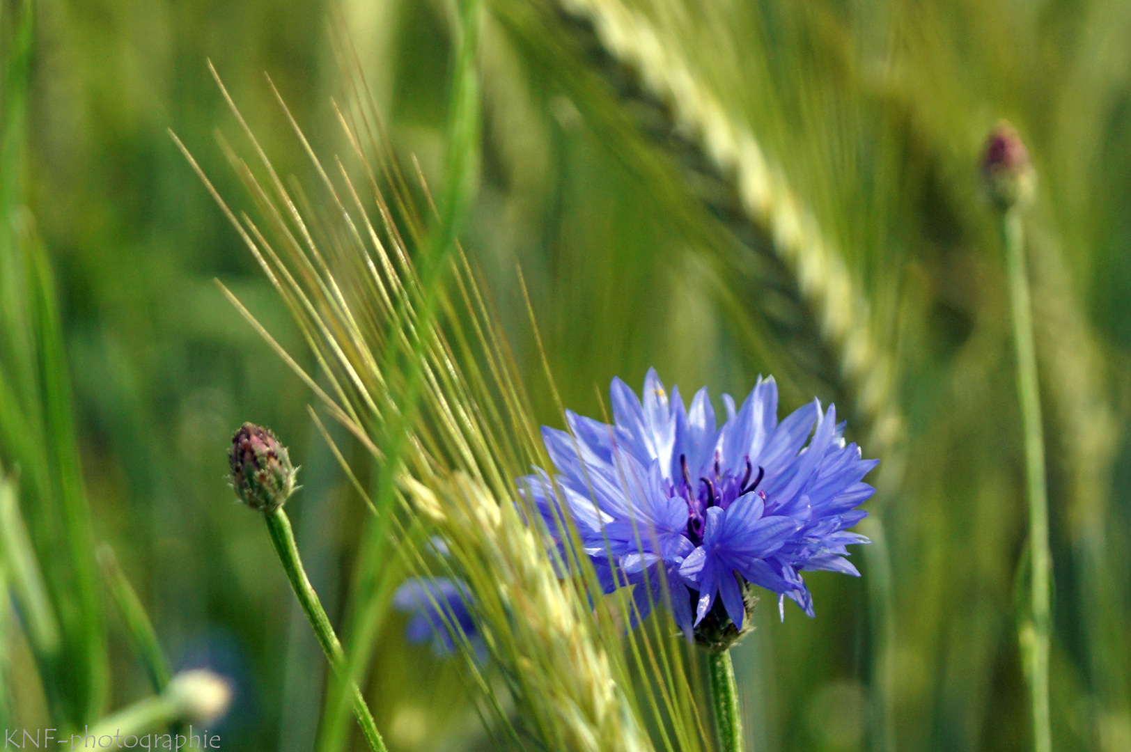 Kornblume am Wegesrand