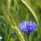 Kornblume am Wegesrand