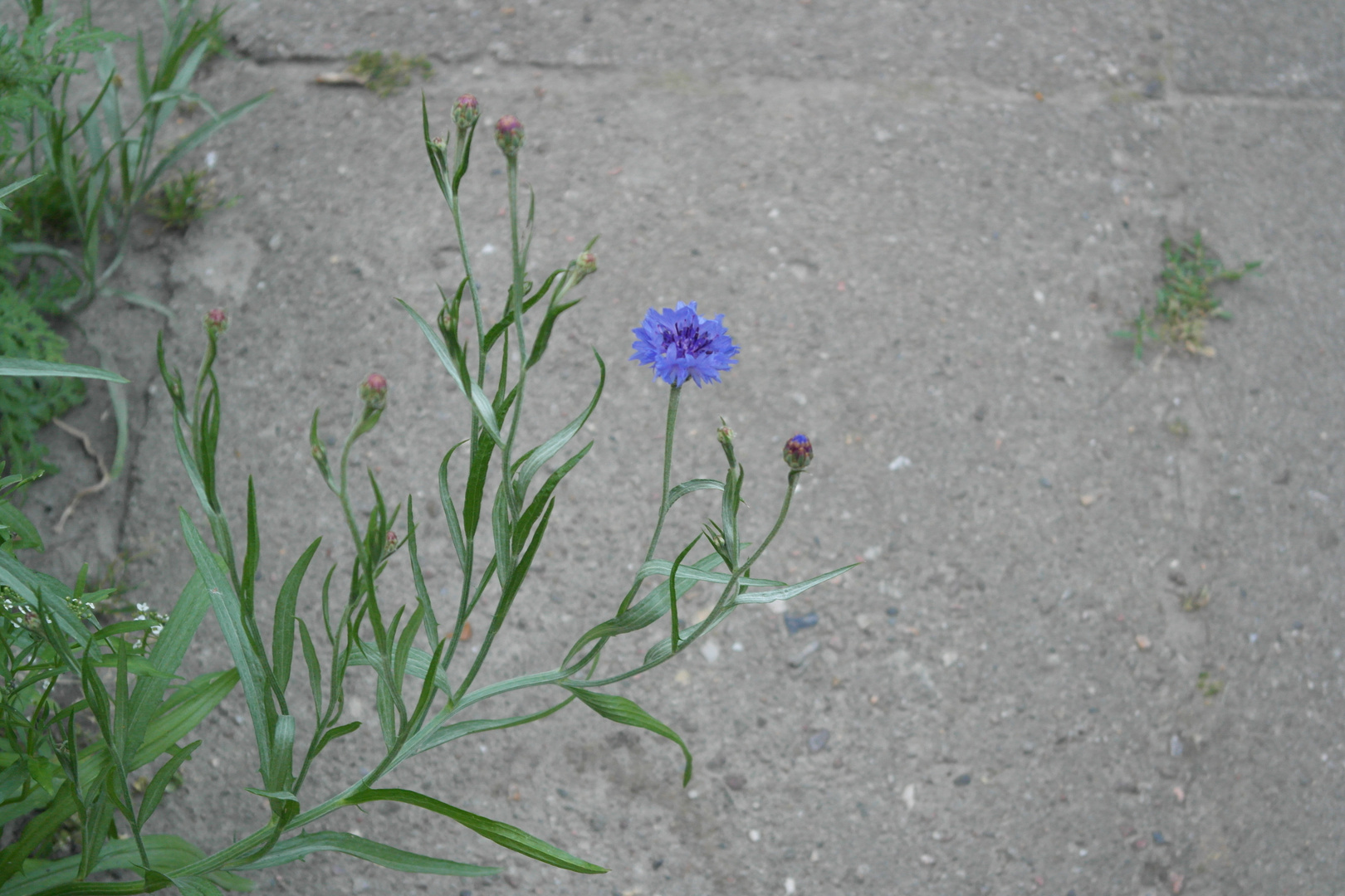 Kornblume am Wegesrand