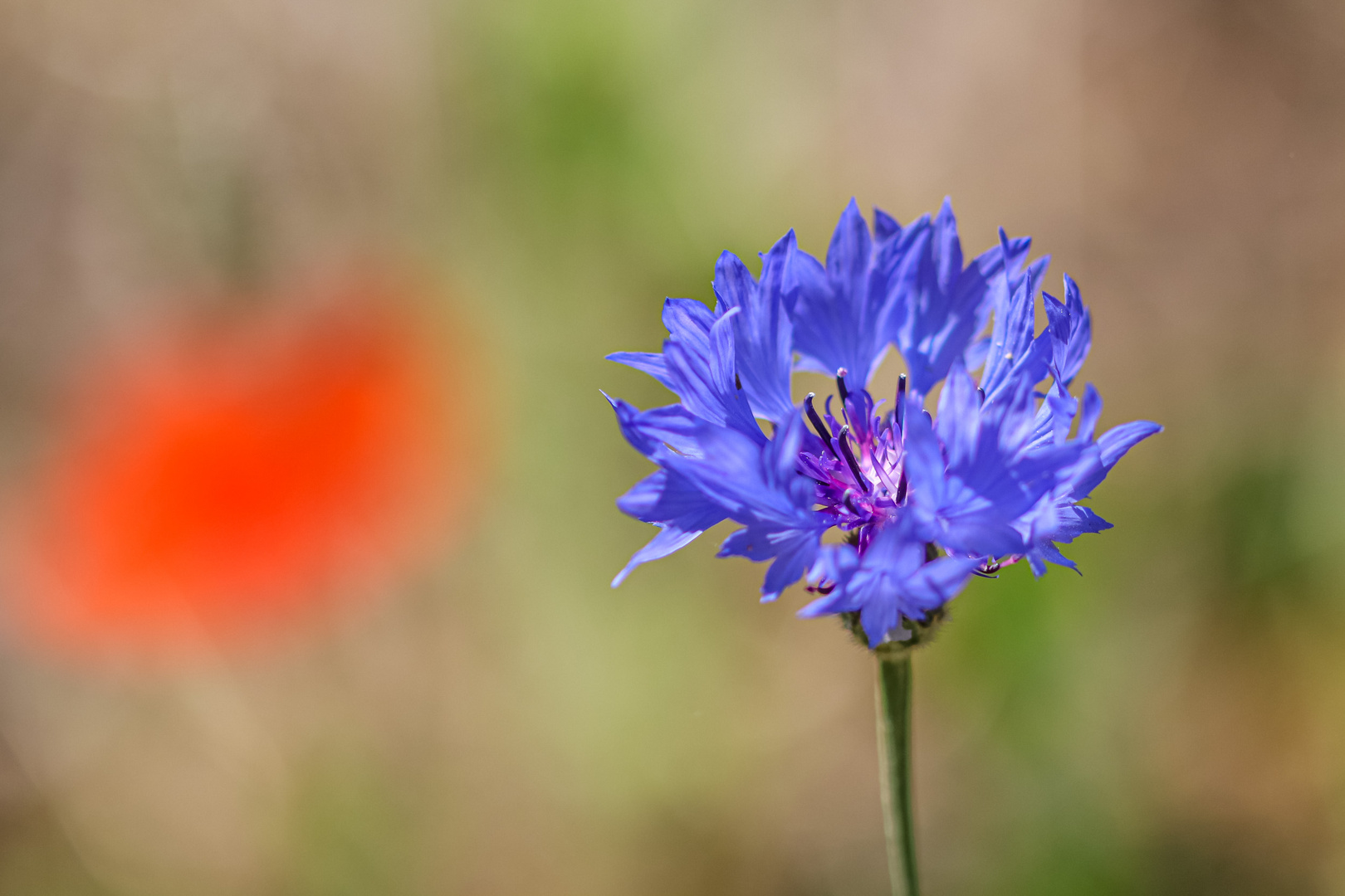 Kornblume an Mohn