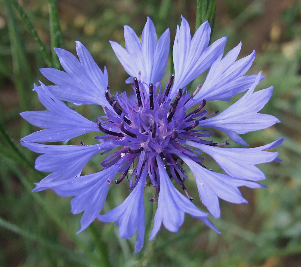 Kornblume aus der etwas anderen Perspektive