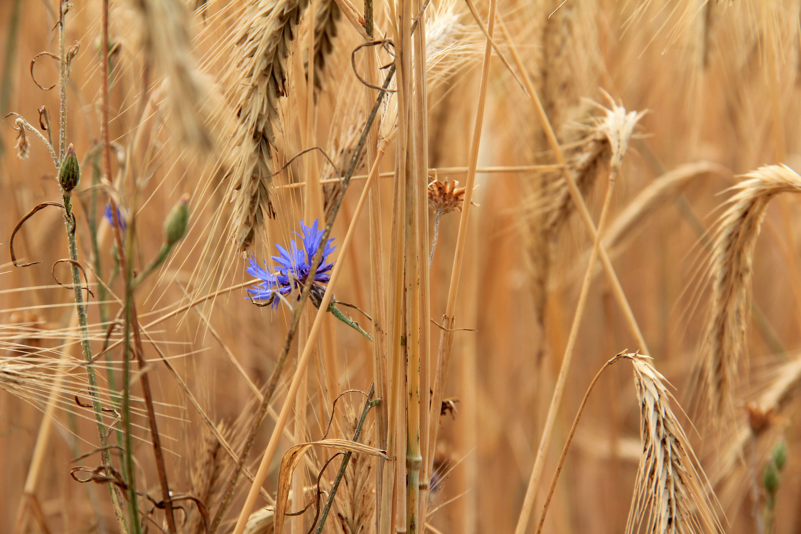 Kornblume