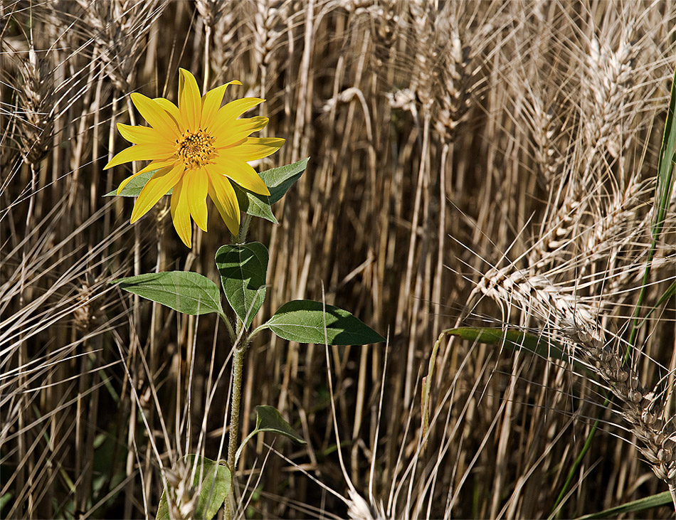 Kornblume