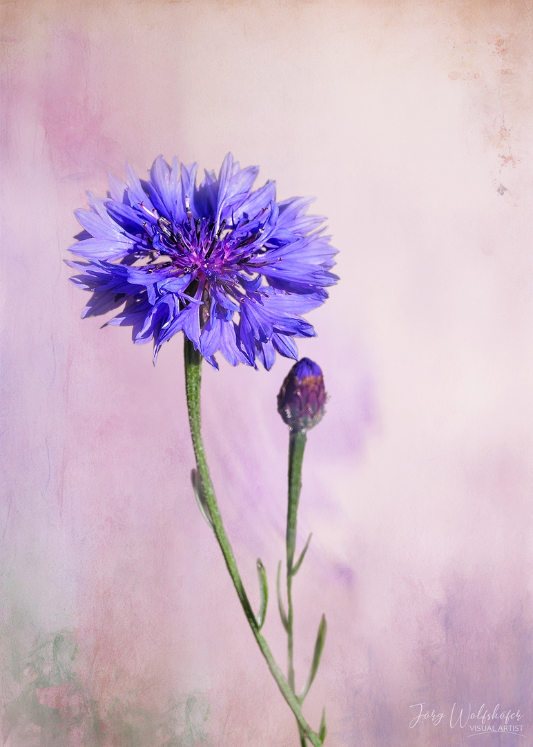 Kornblume blau