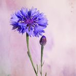 Kornblume blau