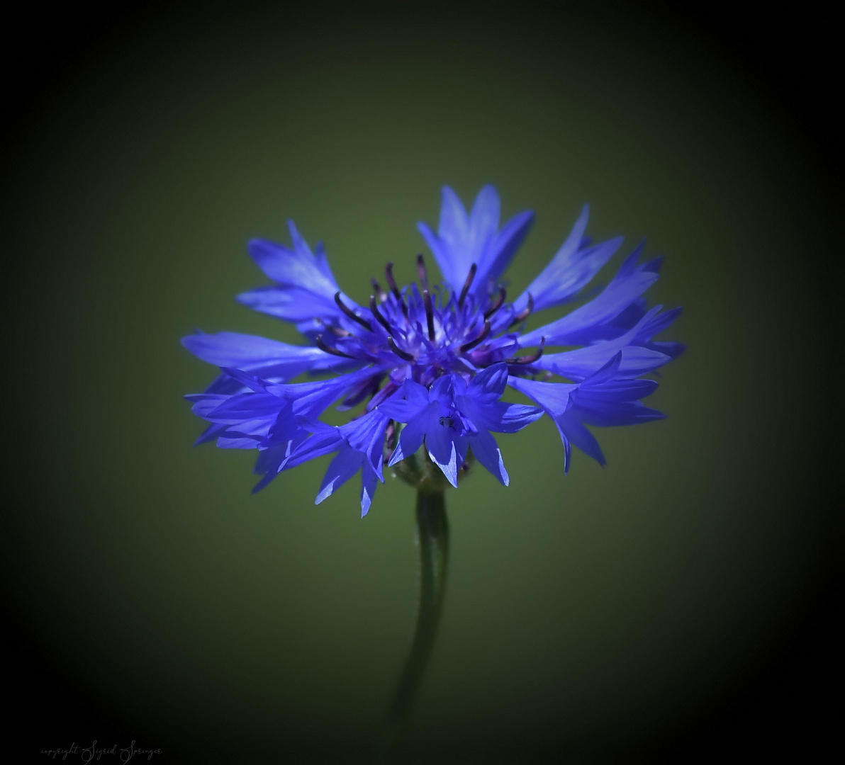 Kornblume blau