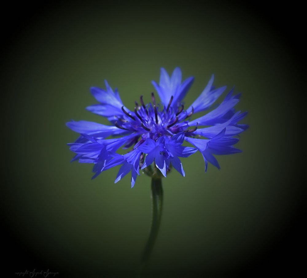 Kornblume blau