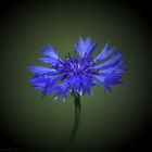 Kornblume blau