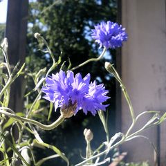 Kornblume - Bleuet - Cornflower 