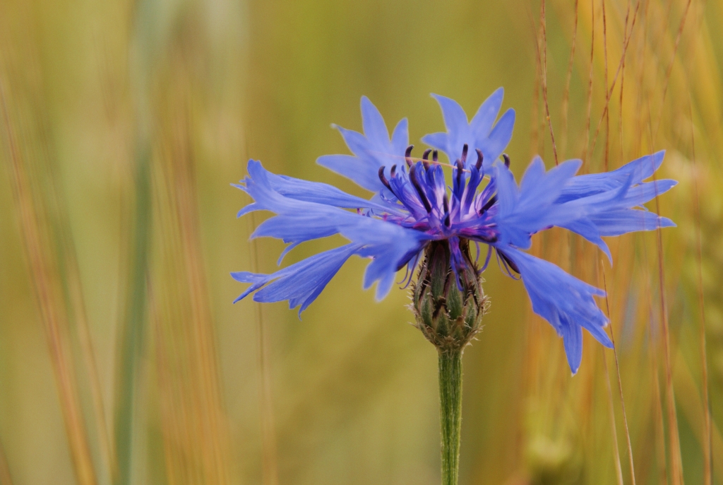 Kornblume