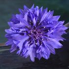 Kornblume  -Centaurea 