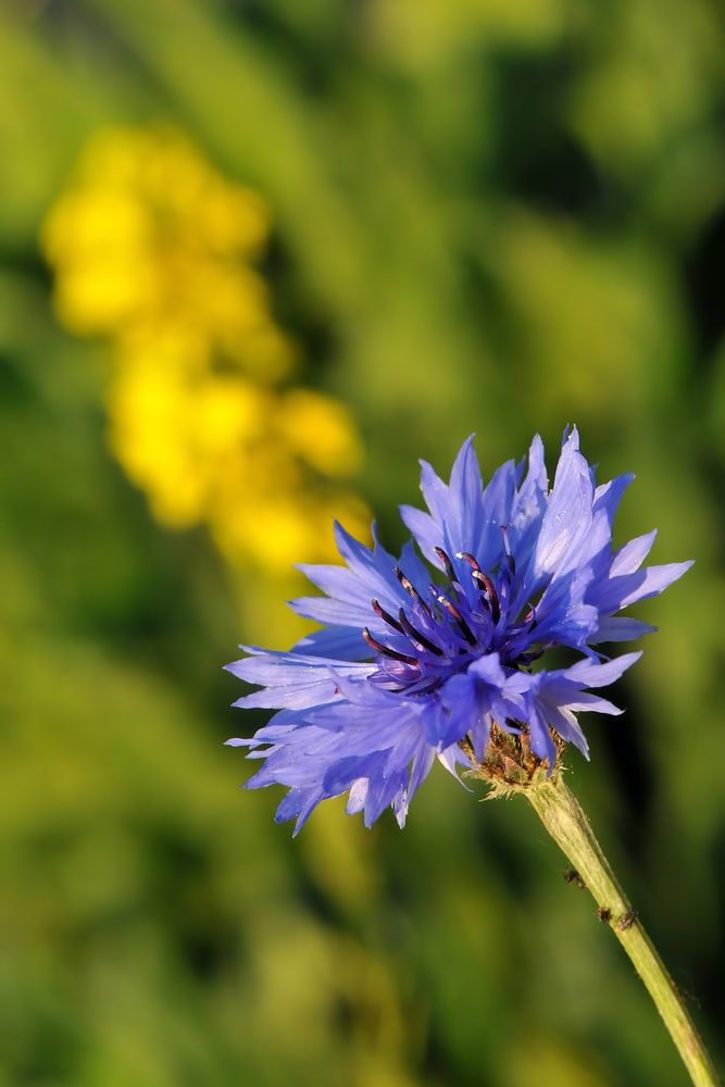 Kornblume (Centaurea cyanus)