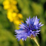 Kornblume (Centaurea cyanus)