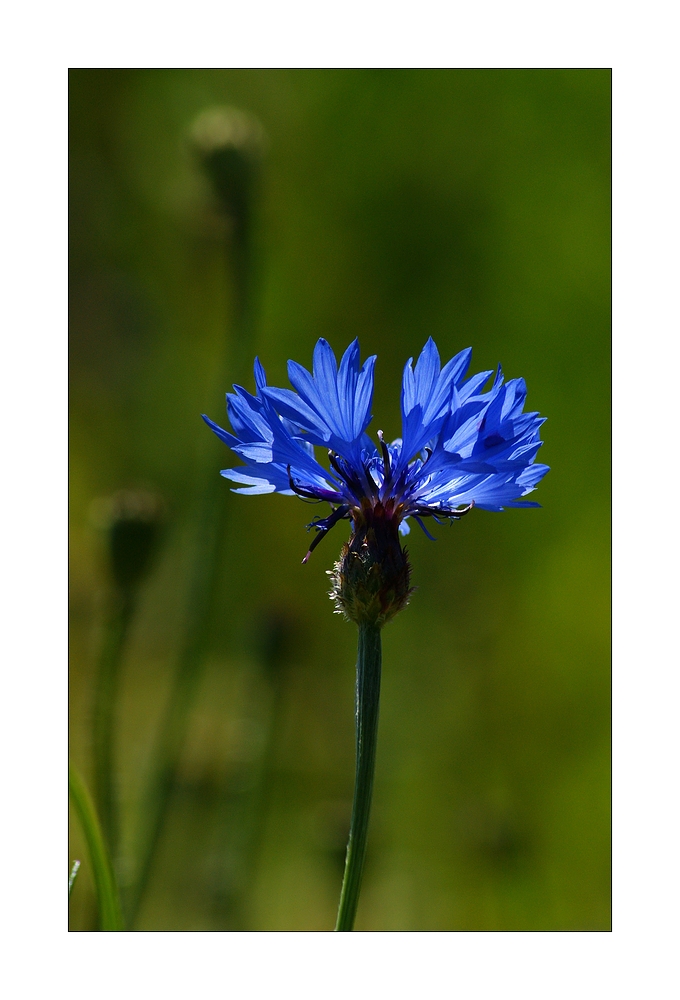 Kornblume (Centaurea cyanus)