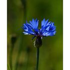 Kornblume (Centaurea cyanus)