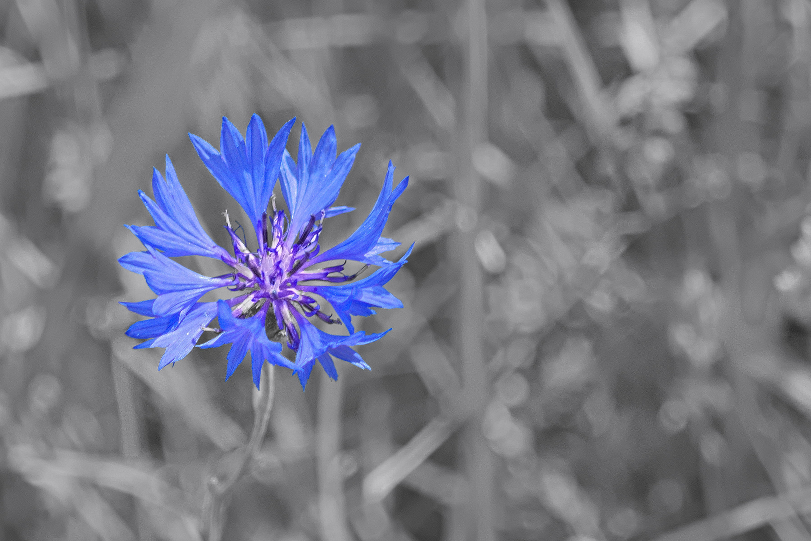 Kornblume / Centaurea cyanus