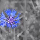 Kornblume / Centaurea cyanus