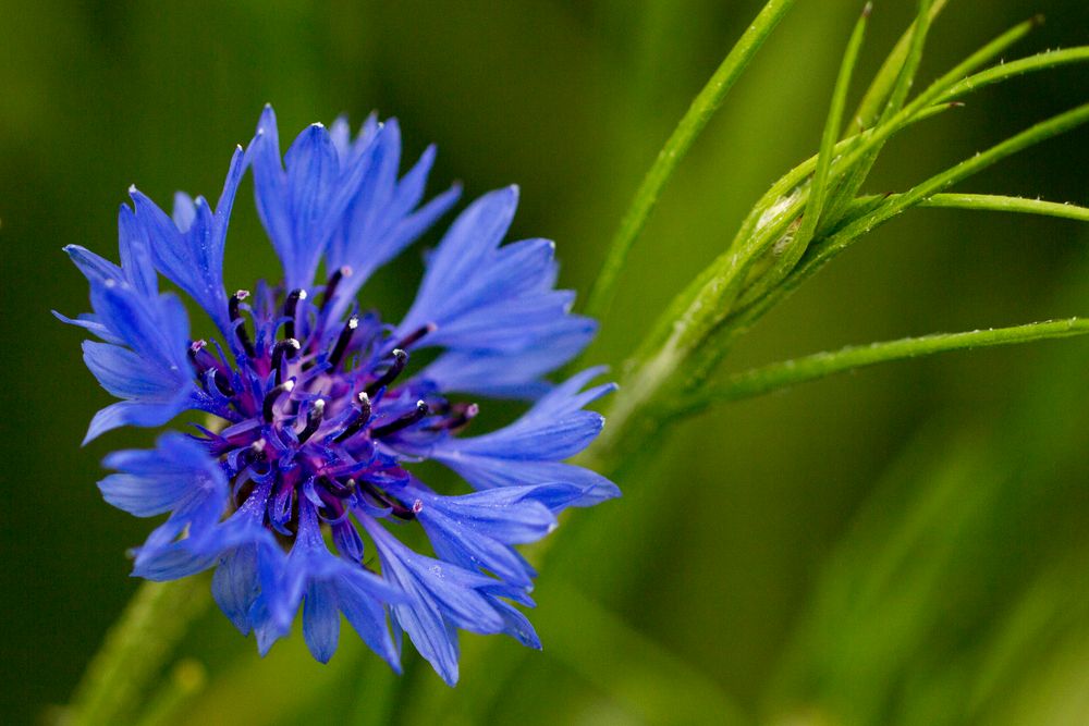 Kornblume (Centaurea cyanus)