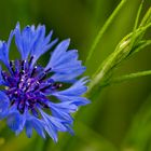 Kornblume (Centaurea cyanus)