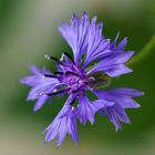 Kornblume (Centaurea cyanus)