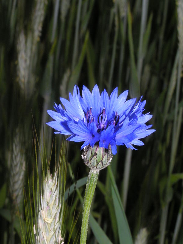 Kornblume - Centaurea cyanus