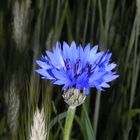 Kornblume - Centaurea cyanus