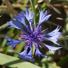 Kornblume (Centaurea cyanus)