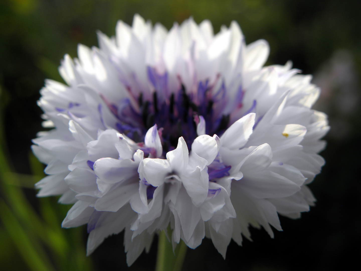 Kornblume (Centaurea cyanus)